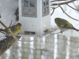 Grønnsisik (Carduelis spinus)