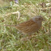 Hedge Accentor (Prunella modularis)