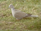 Tyrkerdue (Streptopelia decaocto)