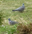 Ringdue (Columba palumbus)