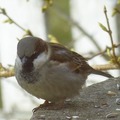 Gråspurv (Passer domesticus)