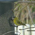 Grønnsisik (Carduelis spinus)