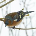 Bokfink (Fringilla coelebs)