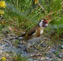 Stillits (Carduelis carduelis)