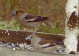 Kjernebiter (Coccothraustes coccothraustes)