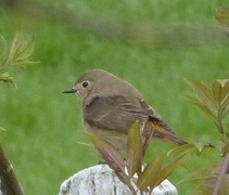 Common Redstart (Phoenicurus phoenicurus)