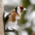 Stillits (Carduelis carduelis)