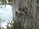 Trekryper (Certhia familiaris)