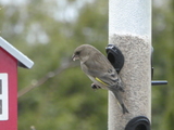 Grønnfink (Carduelis chloris)