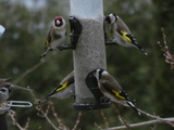 Stillits (Carduelis carduelis)