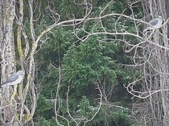 Wood Pigeon (Columba palumbus)