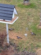 Nøtteskrike (Garrulus glandarius)