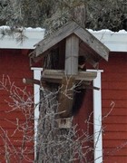 Pine Marten (Martes martes)
