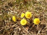 Hestehov (Tussilago farfara)