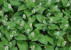 Maiblom (Maianthemum bifolium)