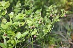 Blåbær (Vaccinium myrtillus)