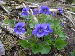 Skogfiol (Viola riviniana)