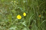 Bakkesoleie (Ranunculus acris)