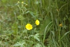 Meadow Buttercup (Ranunculus acris)