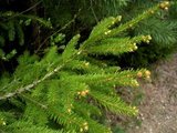 Gran (Picea abies)