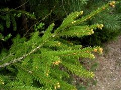 Gran (Picea abies)