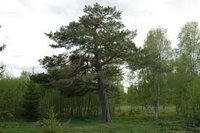 Furu (Pinus sylvestris)