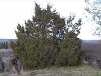 Einer (Juniperus communis)