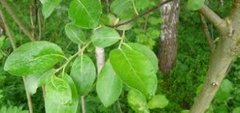 Vierslekta (Salix)