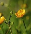 Engsoleie (Ranunculus acris subsp. acris)