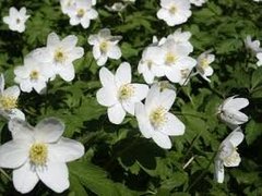 Hvitveis (Anemone nemorosa)