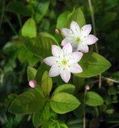 Skogstjerneslekta (Trientalis)