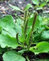 Groblad (Plantago major)