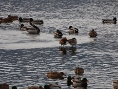 Mandarin Duck (Aix galericulata)