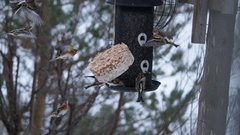 Bjørkefink (Fringilla montifringilla)