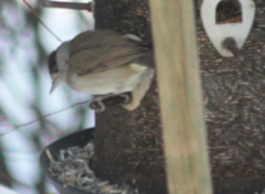 Blackcap (Sylvia atricapilla)
