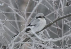 Great Grey Shrike (Lanius excubitor)