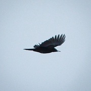 Black Woodpecker (Dryocopus martius)