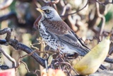 Gråtrost (Turdus pilaris)