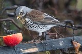 Gråtrost (Turdus pilaris)