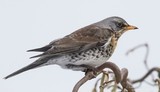 Gråtrost (Turdus pilaris)