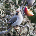 Sidensvans (Bombycilla garrulus)