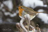 Rødstrupe (Erithacus rubecula)