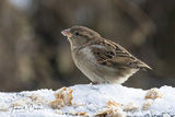 Gråspurv (Passer domesticus)