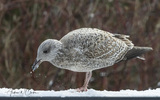 Gråmåke (Larus argentatus)