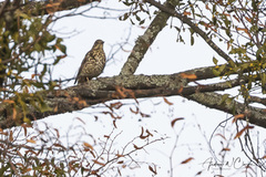Mistle Thrush (Turdus viscivorus)