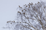 Sidensvans (Bombycilla garrulus)