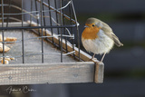 Rødstrupe (Erithacus rubecula)