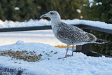 Gråmåke (Larus argentatus)