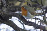 Rødstrupe (Erithacus rubecula)