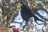 Svarttrost (Turdus merula)